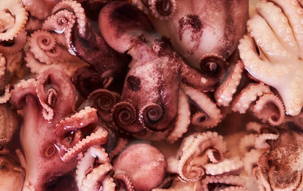 Food Background Baby Octopus Texture Closeup — Stock Photo, Image
