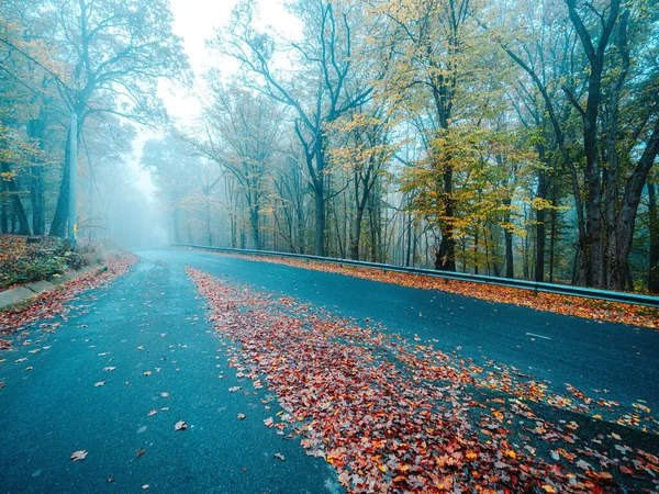 Асфальтовая дорога в красивом мистическом лесу на голубом тумане осенью . — стоковое фото