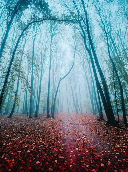 Herfst bos weg bladeren uitzicht in de dag mistig — Stockfoto