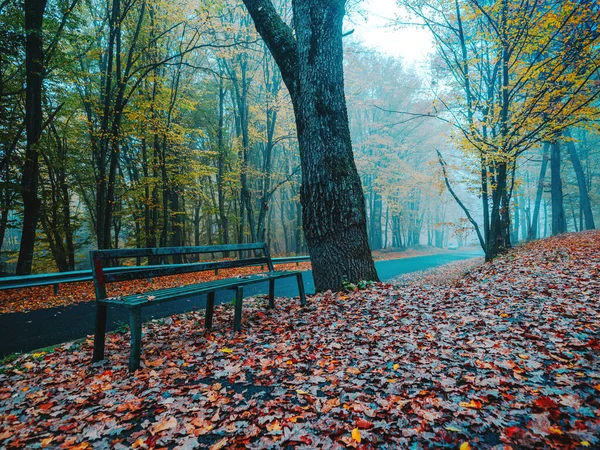 Banco cerca de camino de asfalto en hermoso bosque místico en la niebla azul —  Fotos de Stock