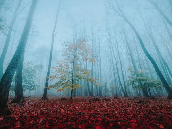 Panorama of foggy forest on autumn day — Stock Photo, Image