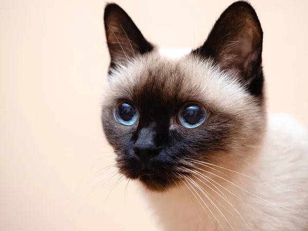 Retrato de gato siamês — Fotografia de Stock