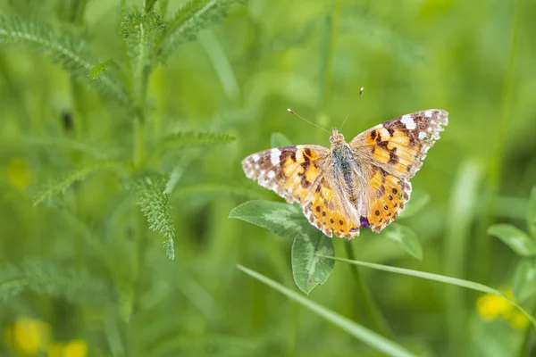 Schmetterling (vanessa cardui) auf der Blume auf dem Feld — Stockfoto