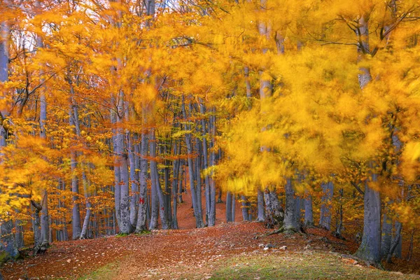 Farbenfroher Herbstwald Einem Windigen Tag Fußweg Durch Wald Herbst — Stockfoto