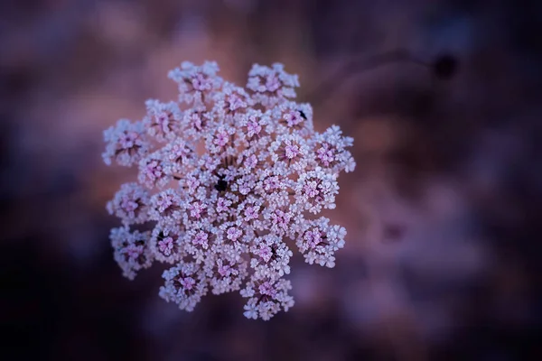 Kahverengi Arka Planda Küçük Beyaz Çiçek Yaprakları — Stok fotoğraf