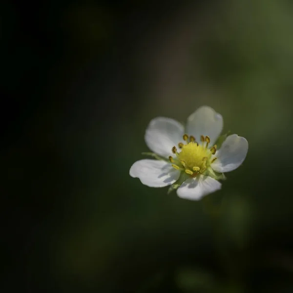 Fünf Blütenblatt Blume Mit Unscharfem Hintergrund — Stockfoto