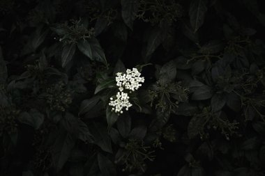 white flowers stand out on green herbal background. dark mood clipart