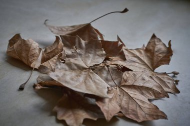 Fotoğrafın ortasında mermer bir zemin üzerinde kuru sonbahar yaprakları kümesi makro detay