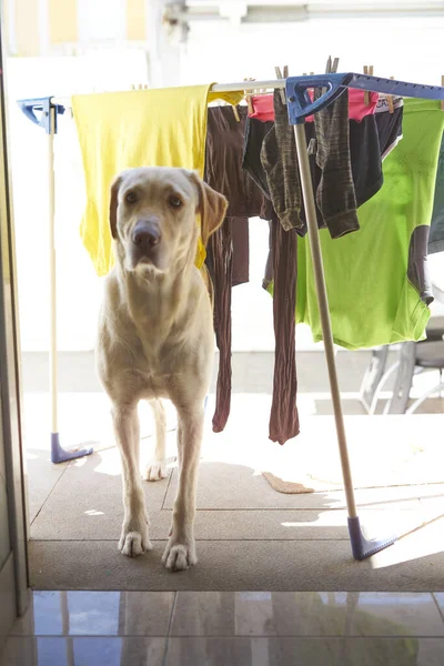 labrador dog resting on the door with the clothesline at the entrance