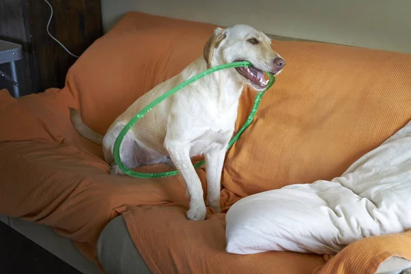 Labrador Köpeği Turuncu Bir Kanepede Yeşil Bir Halkayla Oynuyor — Stok fotoğraf