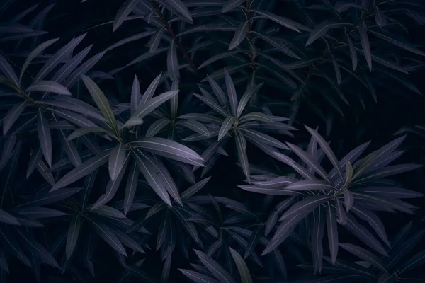 Koyu Yeşil Yapraklı Arka Plan Karanlık Ruh Hali — Stok fotoğraf