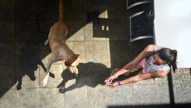 Esmer kız evcil hayvanıyla oynar, labrador köpeği, yeni yıkanmış, evcil hayvan suyla oynarken, üst manzara