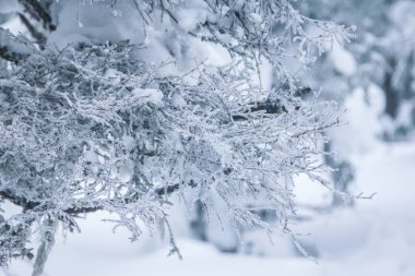 Kar kapaklar ile kaplı ağaç çorbaları