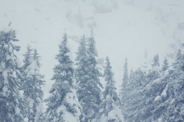 Karla kaplı ağaçlarla kaplı güzel kış manzarası