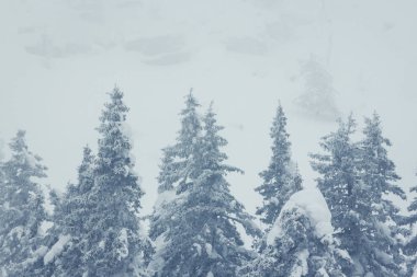 Karla kaplı ağaçlarla kaplı güzel kış manzarası