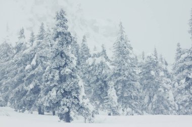 Karla kaplı ağaçlarla kaplı güzel kış manzarası