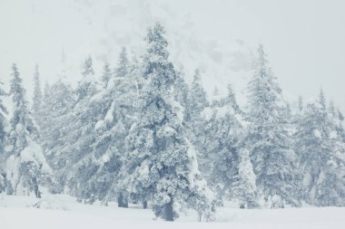 Karla kaplı ağaçlarla kaplı güzel kış manzarası