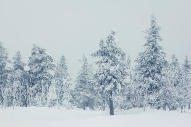 Karla kaplı ağaçlarla kaplı güzel kış manzarası
