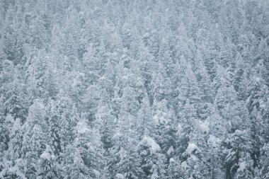 Karla kaplı ağaçlarla kaplı güzel kış manzarası