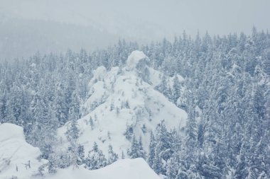 Karla kaplı ağaçlarla kaplı güzel kış manzarası