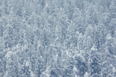 Karla kaplı ağaçlarla kaplı güzel kış manzarası