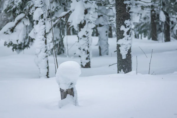 Brunch aux arbres couvert de calottes neigeuses — Photo