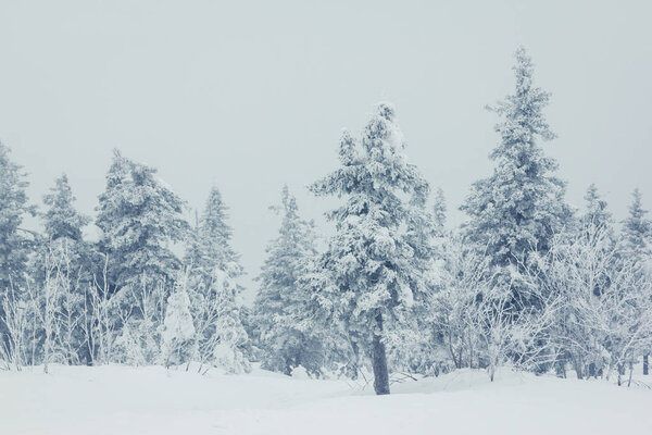 красивый зимний пейзаж с заснеженными деревьями