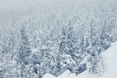 Dağlarda karla kaplı ağaçlar