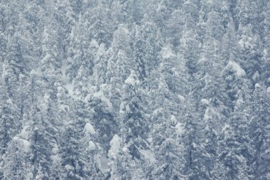 Karla kaplı ağaçlarla kaplı güzel kış manzarası