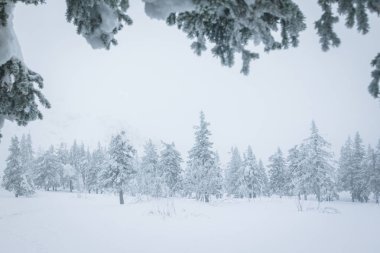 kış orman çam ağaçları ve çam ağaçları ile