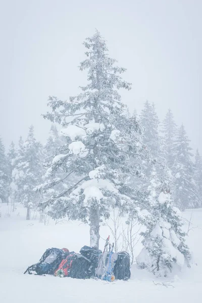 Branches d'épinette recouvertes d'une couche de neige — Photo