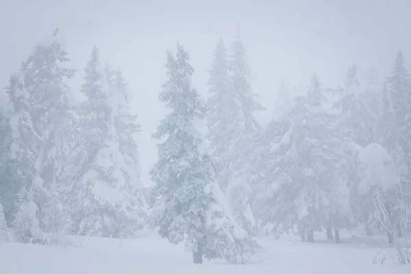 Winter forest met sparren en dennen — Stockfoto