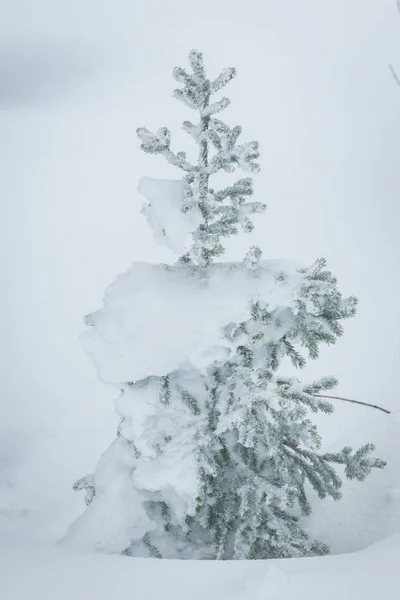 Zima Las mroźny we mgle — Zdjęcie stockowe