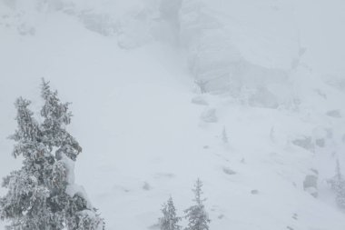 kış soğuk orman siste