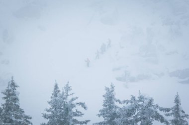 kış soğuk orman siste