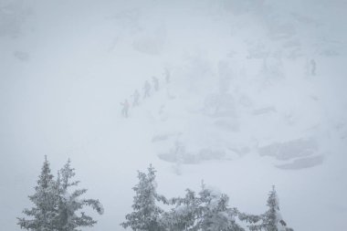 kış soğuk orman siste