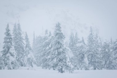 kış soğuk orman siste