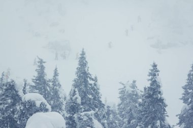 kış soğuk orman siste