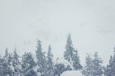 kış soğuk orman siste