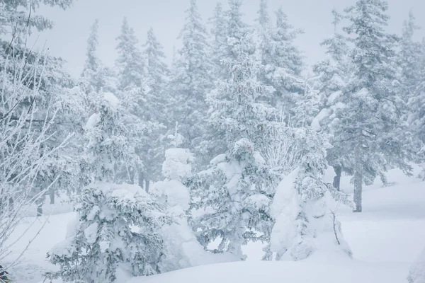 겨울 안개에서 서리가 내린 숲 — 스톡 사진