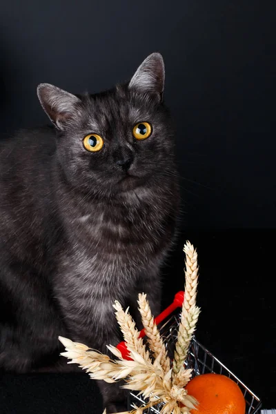 Retrato de un hermoso gato escocés británico sano Imagen De Stock