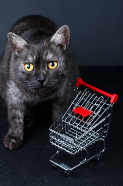 kedi yakınındaki boş alışveriş sepeti