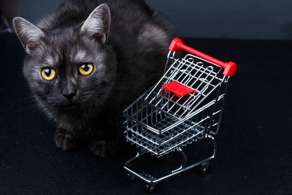 Gato cerca de cesta de la compra vacía —  Fotos de Stock