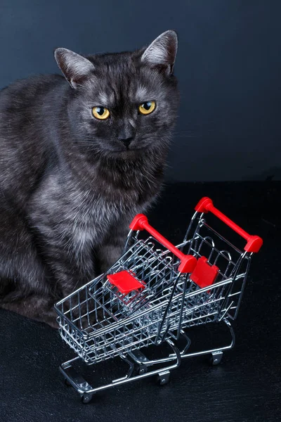 Cat near empty shopping basket — Stock Photo, Image