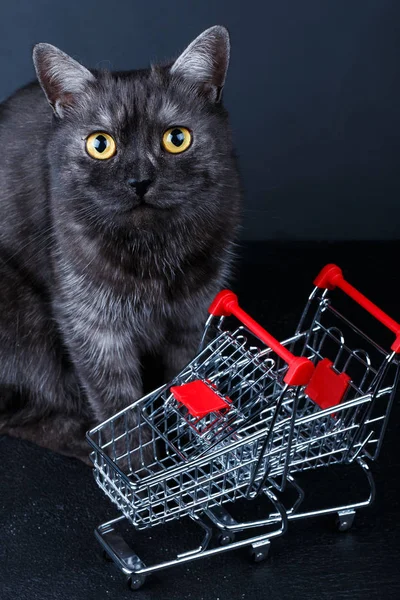 cat near empty shopping basket