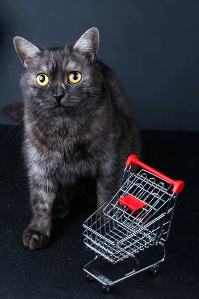 Gato cerca de cesta de la compra vacía — Foto de Stock