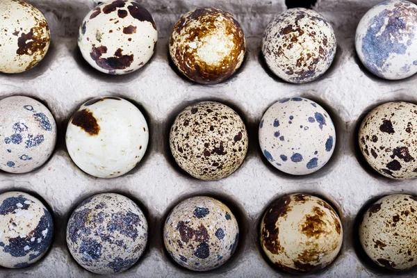 Пасхальные перепелиные яйца в одной коробке — стоковое фото