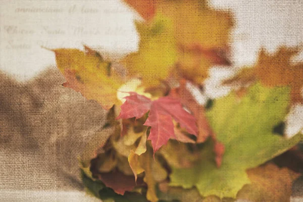 Φθινοπωρινή Δέσμη Φύλλα Σφενδάμου Παλιό Ξύλινο Φόντο — Φωτογραφία Αρχείου