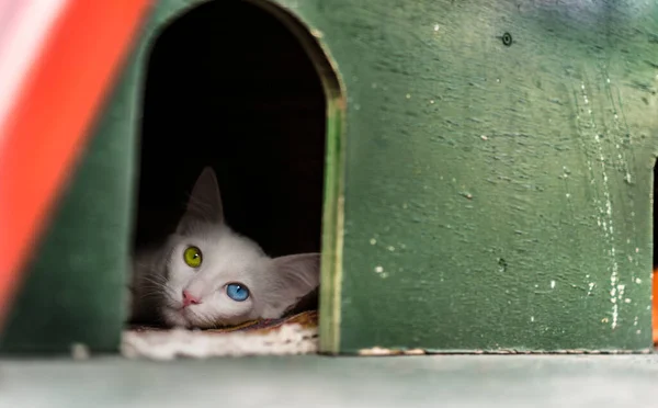 Einsame Traurige Katze Blickt Die Kamera — Stockfoto