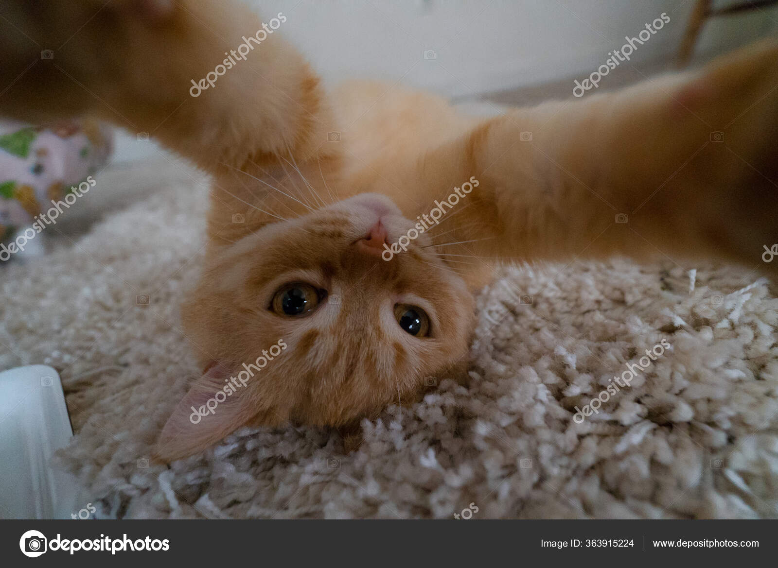 Çılgın Kedi Kameraya Özçekim Yapıyor — Stok Foto © takigenjuri 363915224